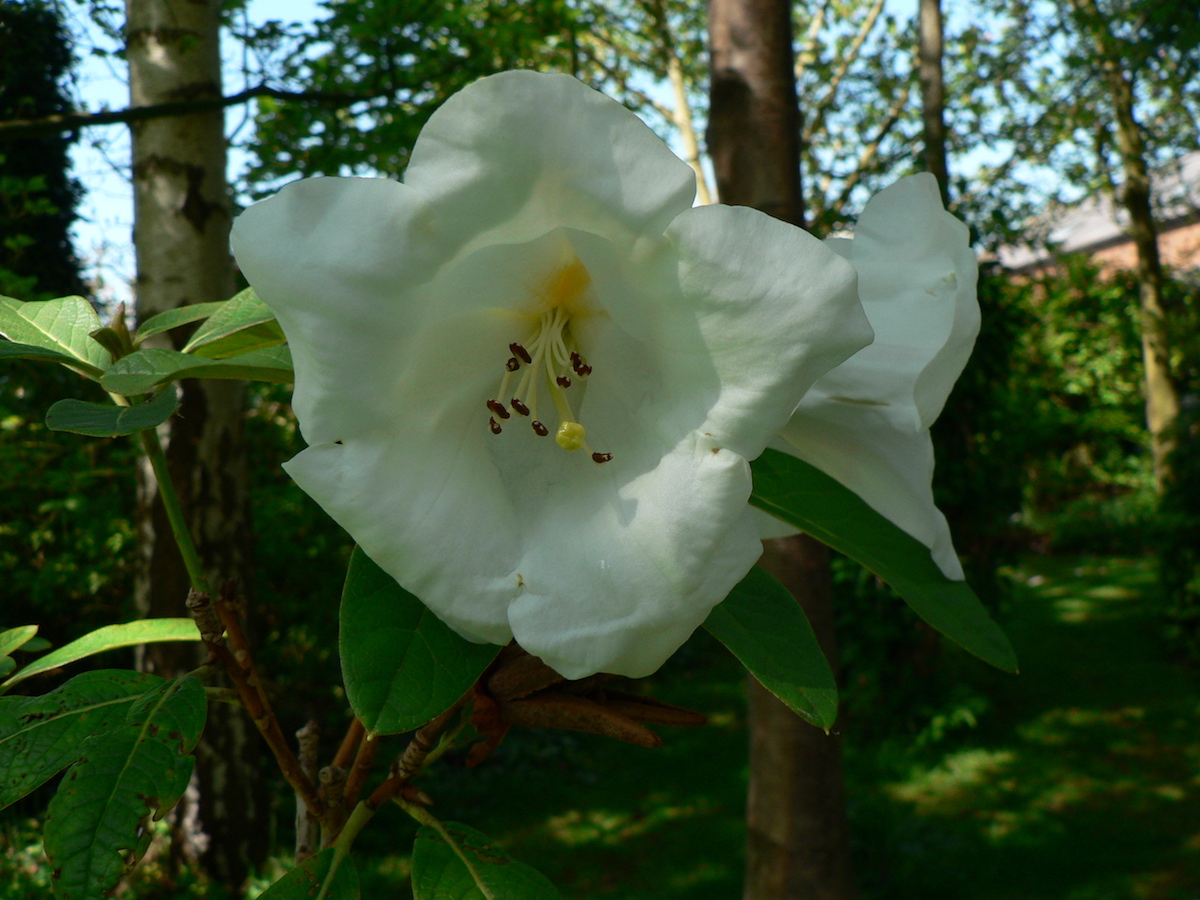 taggianum